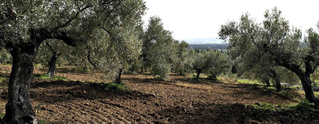 Tunisian olive oil trees grove