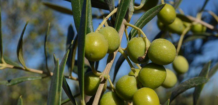 olivoilo chetoui olive oil